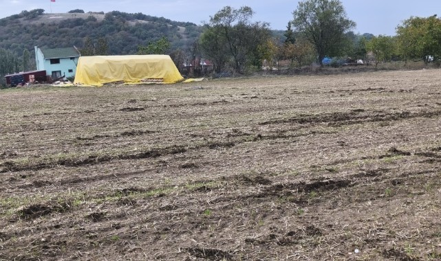 Yaban Domuzları Tarlaları Talan Etti