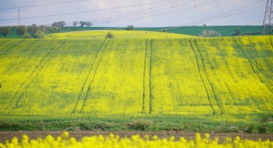 Yağışlar kanolalara iyi geldi