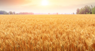 Yumaklı: “Süreç kontrolümüz altında, gıda arzında sorun yok”