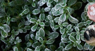 Zirai don, dolu ve fırtına hasarına TARSİM güvencesi