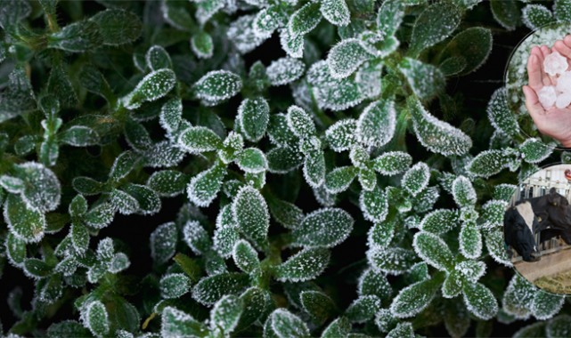Zirai don, dolu ve fırtına hasarına TARSİM güvencesi