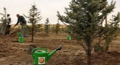 81 ilde aynı anda fidan dikimi gerçekleşecek