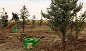 81 ilde aynı anda fidan dikimi gerçekleşecek