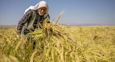 Çeltik Saplarından Yakıt Üretimi İçin Tesis Kuruluyor