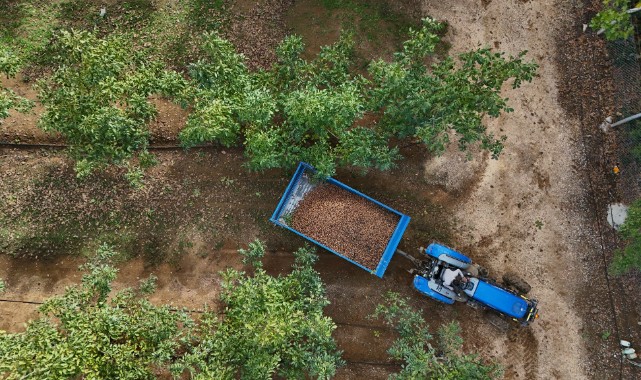 Ceviz üretimine başlayan işletme elektriğini güneşten karşılıyor