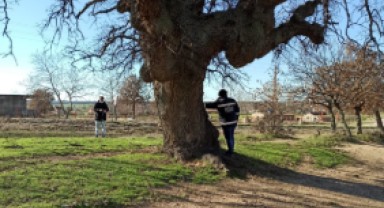 Edirne’nin farklı noktalarında 57 anıt ağaç koruma altında