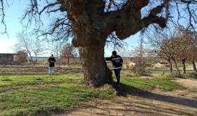 Edirne’nin farklı noktalarında 57 anıt ağaç koruma altında
