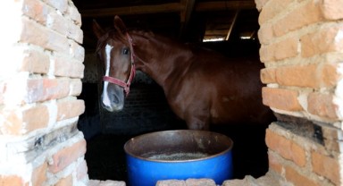 Erken teşhisle kanseri yenen eski jokey, köyünde şampiyon atlar yetiştiriyor