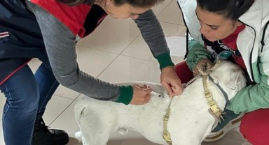 Hayvanlara mikroçip ve aşı uygulaması sürüyor