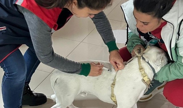 Hayvanlara mikroçip ve aşı uygulaması sürüyor