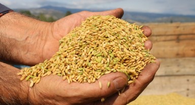 İpsala Ovası bu yıl çeltikte altın sezonunu yaşıyor