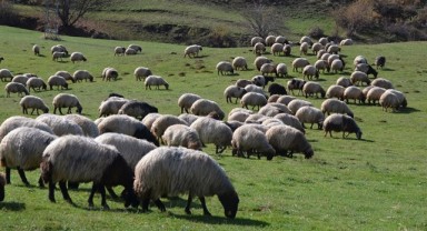 Küçükbaş destek başvuruları başladı