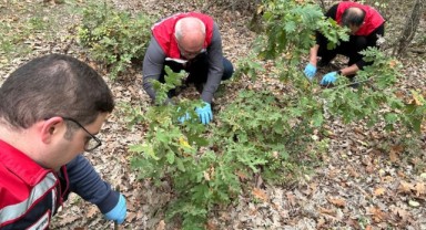 Süne zararlısına karşı erken mücadele başladı