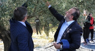 Trakya’nın yeşil altını Şarköy Zeytini için hasat etkinliği düzenlendi