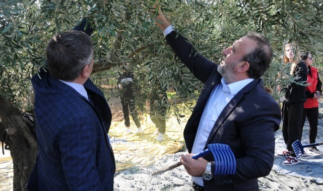 Trakya’nın yeşil altını Şarköy Zeytini için hasat etkinliği düzenlendi