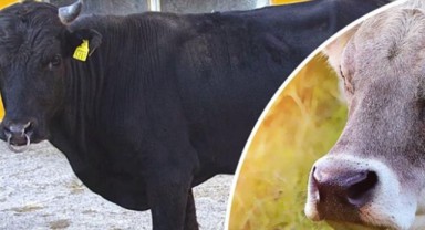 Anadolu’nun yerli ırklarına koruma kalkanı