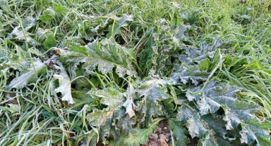 Dondurucu soğuk etkili oldu