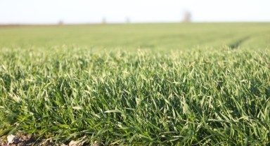 Erken boy atan buğdaylar kar yağışından zarar görebilir
