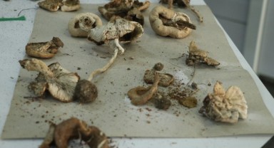 Ganos Dağı'na ait mantar çeşitlerinin envanteri çıkarılıyor