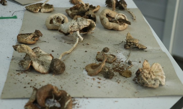 Ganos Dağı'na ait mantar çeşitlerinin envanteri çıkarılıyor