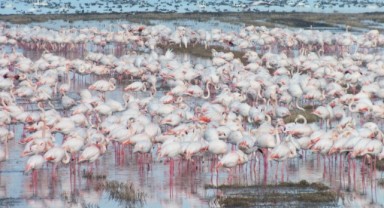 Göçmen kuşlar çeltik tarlalarında yiyecek arıyor