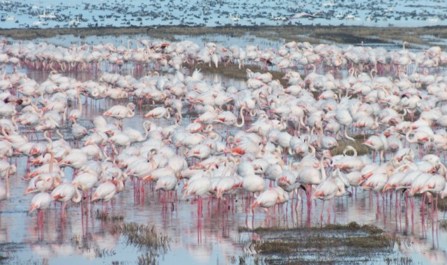 Göçmen kuşlar çeltik tarlalarında yiyecek arıyor