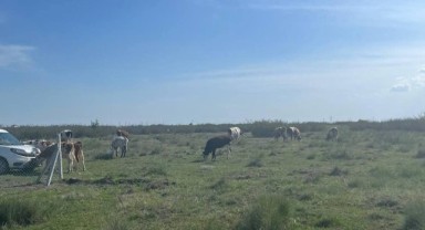 Kaçak yollarla büyükbaş hayvan getiren kişiye 105 bin lira ceza