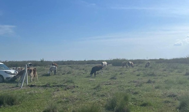 Kaçak yollarla büyükbaş hayvan getiren kişiye 105 bin lira ceza