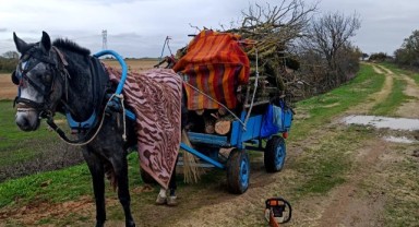 Merada izinsiz ağaç kesen 2 kişiye gözaltı