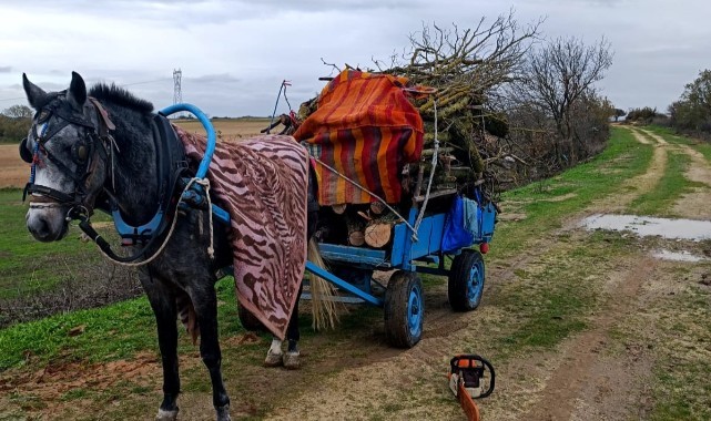 Merada izinsiz ağaç kesen 2 kişiye gözaltı