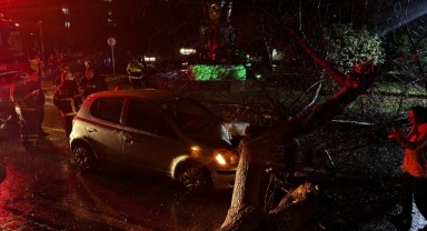 Otomobilin üzerine ağaç devrildi