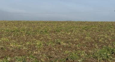 Tarımsal üretimde ekin kamburu böceği uyarısı