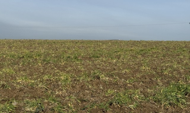 Tarımsal üretimde ekin kamburu böceği uyarısı