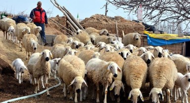 Üreticiye çoban istihdam desteği