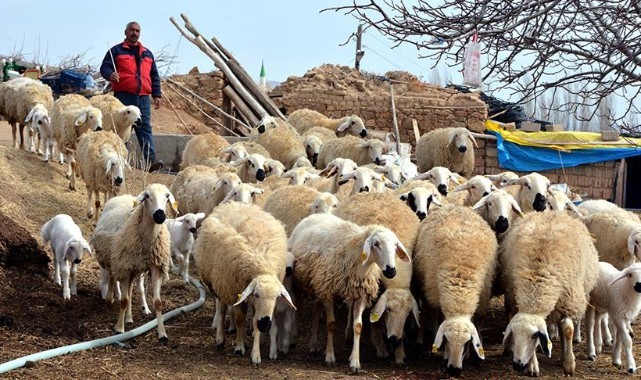 Üreticiye çoban istihdam desteği