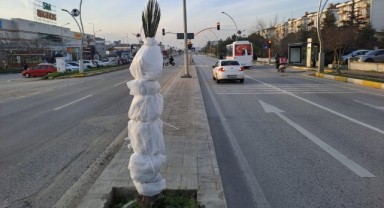 “Yorgana sarılan palmiyeler”