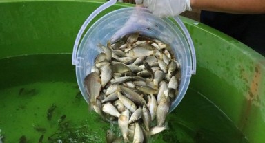 10,5 milyon sazan yavrusu suya salındı