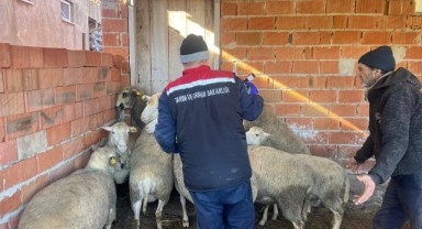 Aşılama ve koruyucu hayvan sağlığı çalışmaları