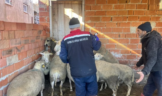 Aşılama ve koruyucu hayvan sağlığı çalışmaları