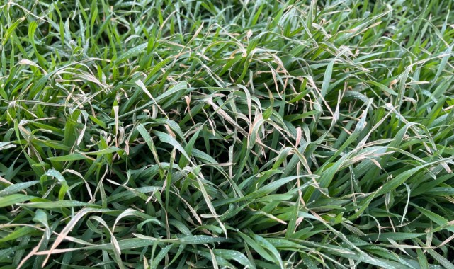 Buğday beklenenden erken büyüdü