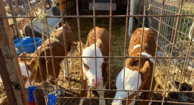 Edirne’de hayvancılığa moral olan gelişme