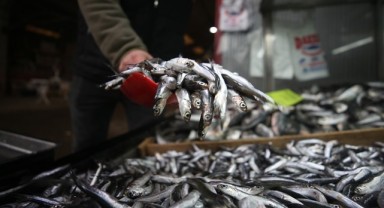 Hamsi avcılığı için 1365 tekneye izin belgesi verildi