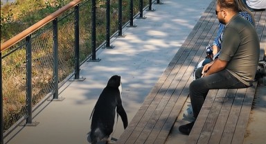 İba’dan “Nihilist penguen” paylaşımı