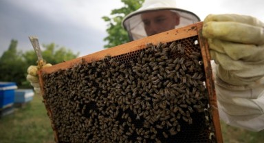 Trakya’nın doğal mirası Karaçalı Balı çalıştayda ele alınacak