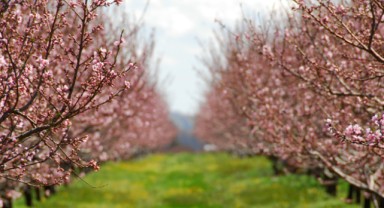 Yumaklı: Üreticimizin emeğini daha güçlü sigorta ile koruyoruz
