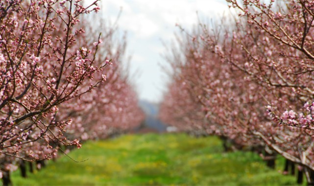 Yumaklı: Üreticimizin emeğini daha güçlü sigorta ile koruyoruz