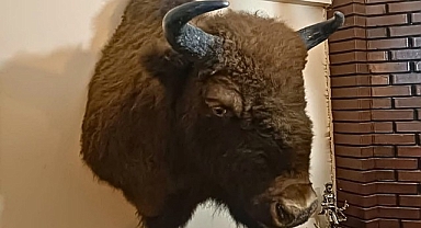 Bir evde tahnit ve trofelerden oluşan 40 parça ele geçirildi