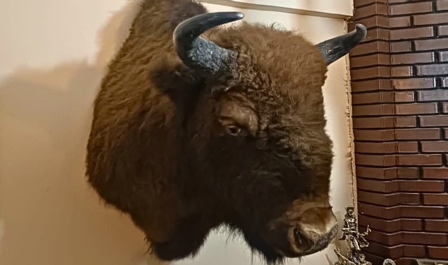 Bir evde tahnit ve trofelerden oluşan 40 parça ele geçirildi