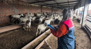  Canlı hayvan pazarında denetim