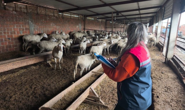 Canlı hayvan pazarında denetim